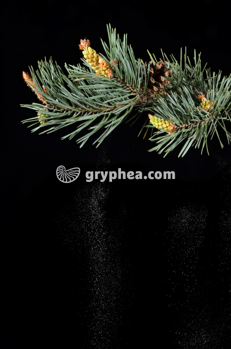 Emission pollen Pin - gryphea.com